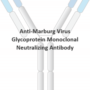 anti marburg virus glycoprotein monoclonal neutralizing antibody