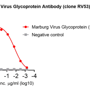 anti marburg virus glycoprotein monoclonal neutralizing antibody