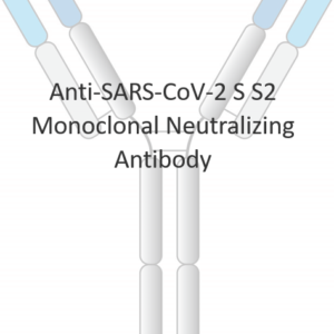 anti sars cov 2 s s2 monoclonal neutralizing antibody