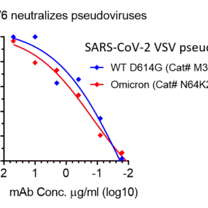 anti sars cov 2 s s2 monoclonal neutralizing antibody
