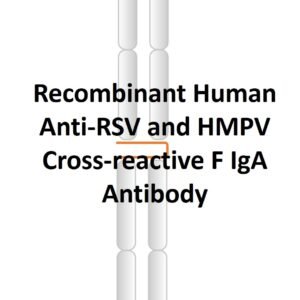 recombinant human anti rsv and hmpv cross reactive f iga antibody