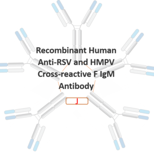 recombinant human anti rsv and hmpv cross reactive f igm antibody