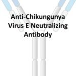 anti chikungunya virus e neutralizing antibody