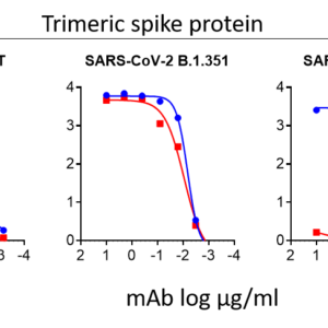 anti sars cov 2 s s2 human monoclonal antibody (non neutralizing)