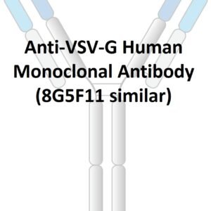 anti vsv g human monoclonal antibody (8g5f11 similar)