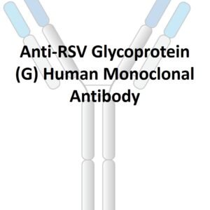 anti rsv glycoprotein (g) human monoclonal antibody
