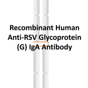 recombinant human anti rsv glycoprotein (g) iga antibody