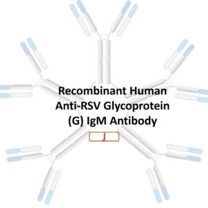 recombinant human anti rsv glycoprotein (g) igm antibody