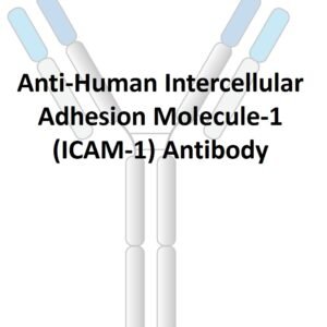 anti human intercellular adhesion molecule 1 (icam 1) antibody