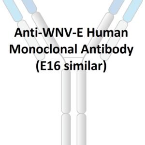 anti wnv e human monoclonal antibody (e16 similar)