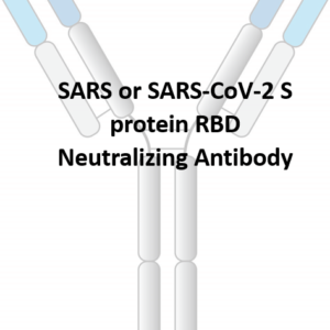 anti sars and sars cov 2 s rbd monoclonal neutralizing antibody