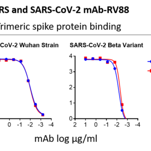 anti sars and sars cov 2 s rbd monoclonal neutralizing antibody
