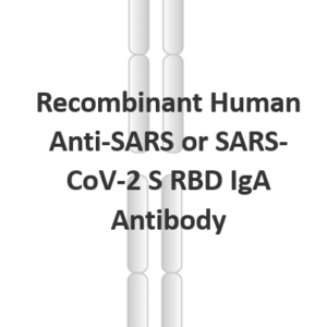 recombinant human anti sars or sars cov 2 s rbd iga antibody