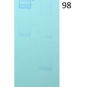 recombinant human anti sars or sars cov 2 s rbd iga antibody