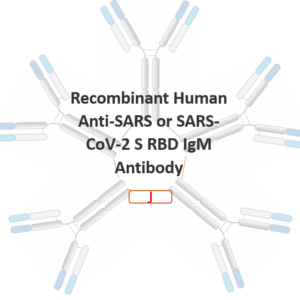 recombinant human anti sars or sars cov 2 s rbd igm antibody