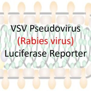 vsv pseudotyped rabies virus g fusion with luciferase reporter