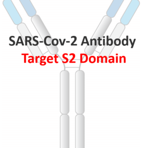 anti sars cov 2 s s2 human monoclonal antibody (non neutralizing)