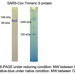 sars cov (2003 strain) trimeric spike protein (his and twin strep tags)