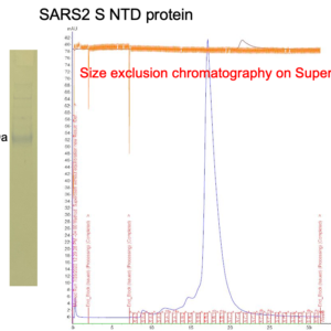 sars cov 2 spike n terminal domain (ntd) (his and avi tags)