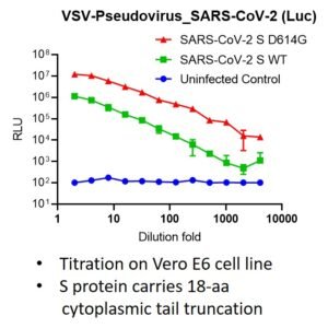 vsv pseudovirus sars cov 2 d614g mutant spike with luciferase reporter