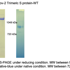 sars cov 2 wt (wild type, wuhan strain) trimeric spike (his and twin strep tags)