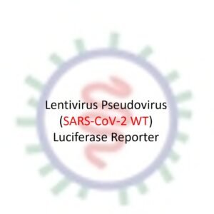 lenti pseudovirus sars cov 2 spike with luciferase reporter