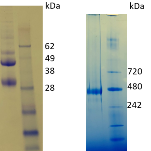 ebola sudv trimeric gp protein –twinstrep and his tag