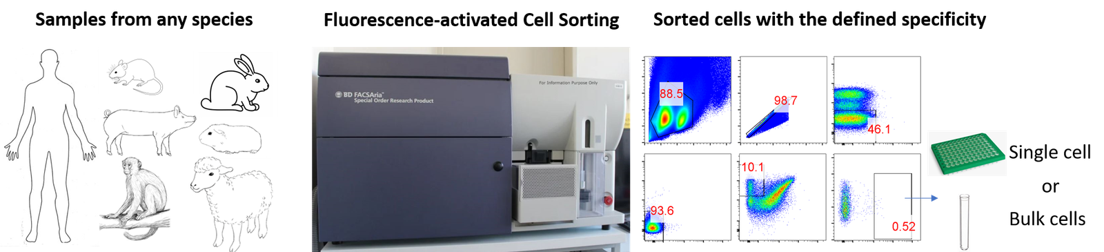 Cell Sorting Video Cell Sorting