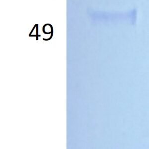 human vegf protein, myc / fc tags