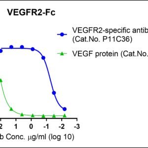 human vegfr2 protein, fc tag