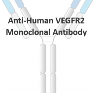 anti human vegfr2 monoclonal antibody