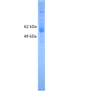 varicella zoster virus (vzv) ge protein (myc & his tags)