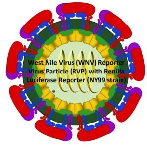 west nile virus (wnv) reporter virus particle (rvp) with renilla luciferase reporter (ny99 strain)