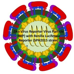 zika virus reporter virus particle (rvp) with renilla luciferase reporter
