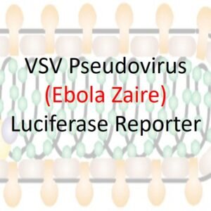 vsv pseudovirus zaire ebola gp with luciferase reporter