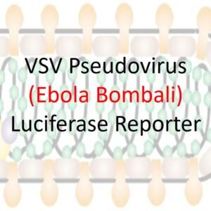 vsv pseudovirus bombali ebola gp with luciferase reporter