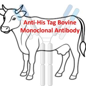 anti his tag bovine monoclonal antibody
