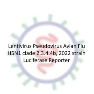 lentivirus pseudotyped influenza a hpai h5n1 virus hanam with luciferase reporter (clade 2.3.4.4b, 2022 strain)