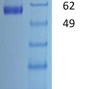 mouse cd8 alpha&beta (cd8a&cd8b) heterodimer protein