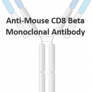anti mouse cd8 beta monoclonal antibody