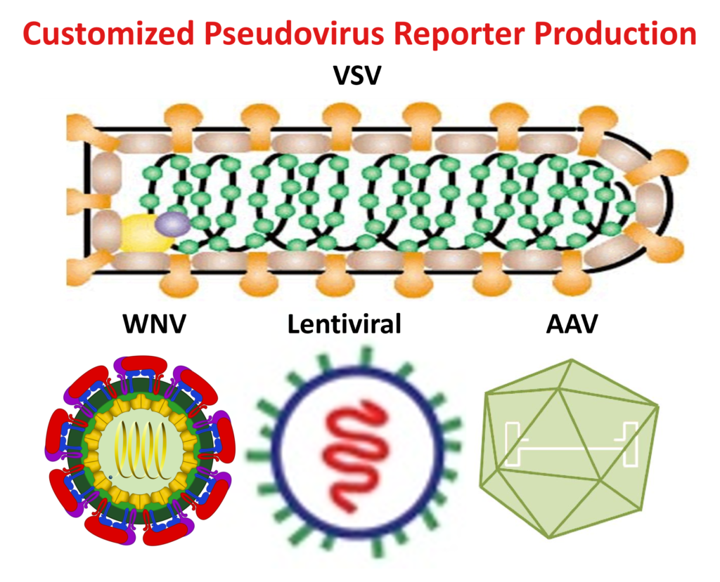 our service customized pseudovirus