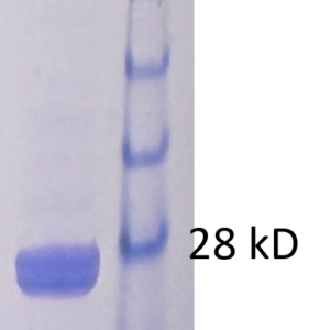 hiv p24 his and avi tag