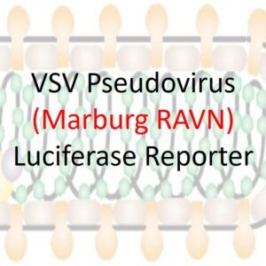 marburg vsv pseudovirus ravn strain gp with luciferase reporter