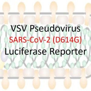 vsv pseudovirus sars cov 2 d614g mutant spike with luciferase reporter
