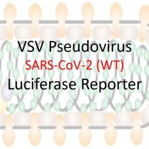 vsv pseudovirus sars cov 2 wt (wuhan strain) spike with luciferase reporter