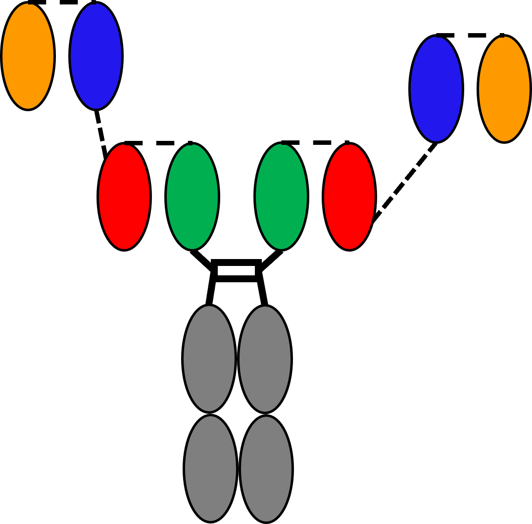 bi specific mab