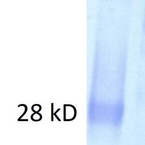 human ctla 4 protein (c122s mutation), myc and his tags