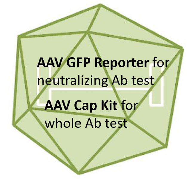 gallery picture for aav