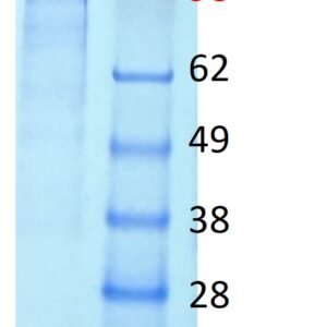 human alpha klotho (kla) protein, myc and his tags