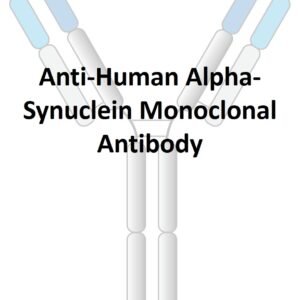anti human alpha synuclein monoclonal antibody